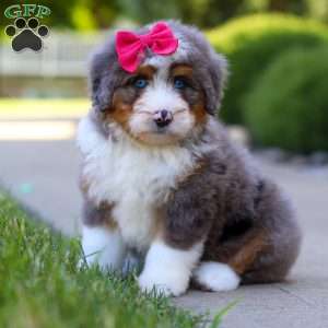 Sunny, Mini Bernedoodle Puppy